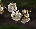 Orchard Blossom 126